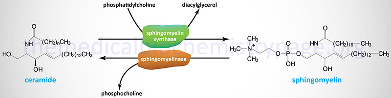 Metabolism of the sphingomyelins