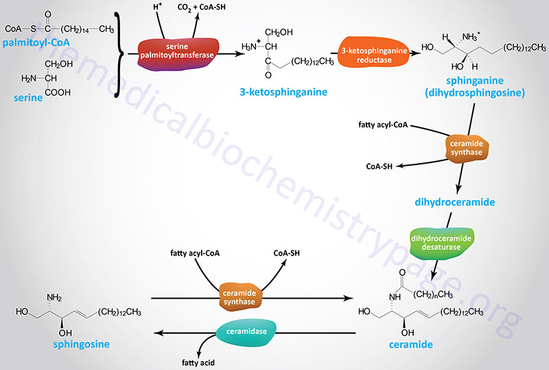 Pathway for ceramides and sphingosine synthesis