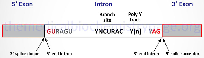Consensus sequences for exon-intron splicing sites