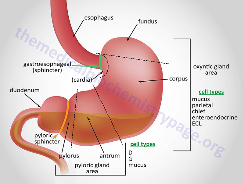 anatomical domains of the stomach
