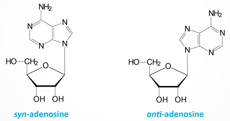Structures of the syn-adenosine and anti-adenosine forms
