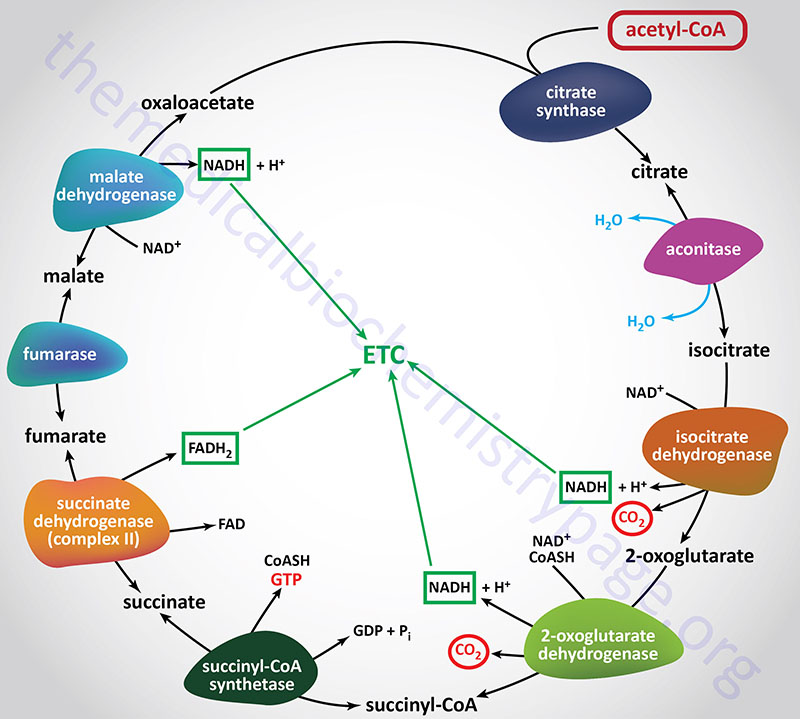 Reactions of the TCA cycle