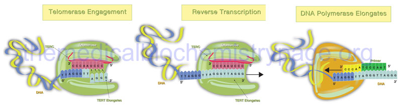 process of telomere replication by telomerase complex