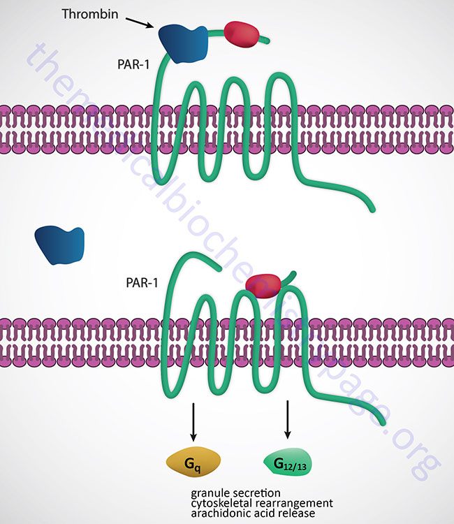 thrombin-mediated activation of PAR-1