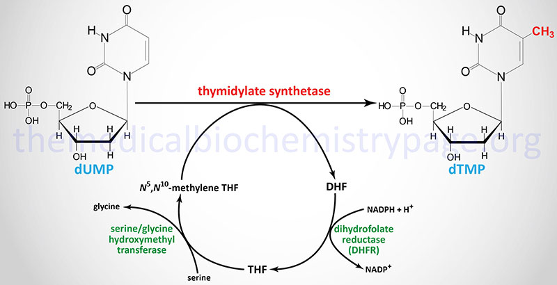 Synthesis of dTMP from dUMP