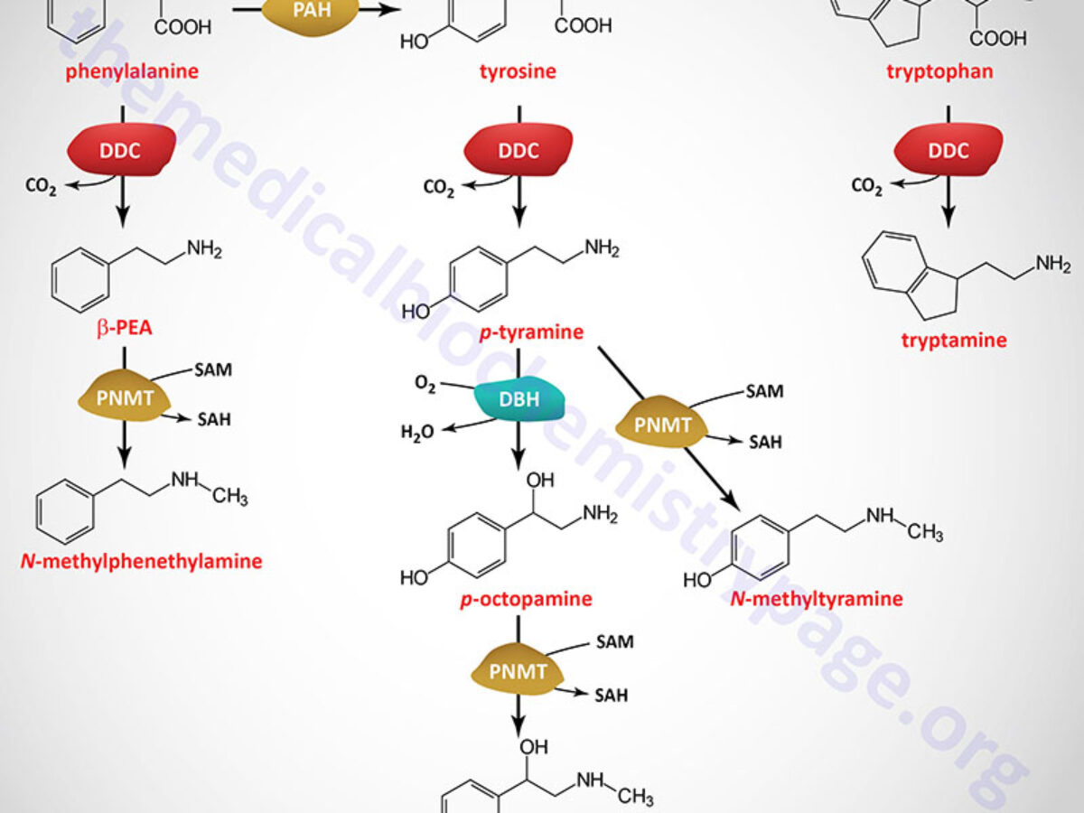 Enantioselective separation of (±)‐epinephrine by chiral acidic molecularly  imprinted polymer - Alotaibi - 2024 - Polymer International - Wiley Online  Library, image size:1200x900
