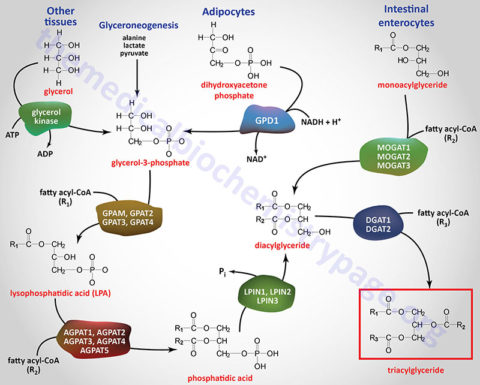 Synthesis of Fatty Acids, Triglycerides, and Phospholipids - The ...