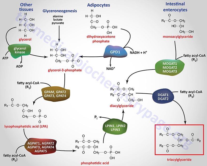 Major pathways for triglyceride synthesis