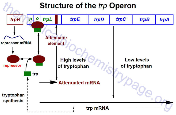 Regulation of the trp operon in E. coli