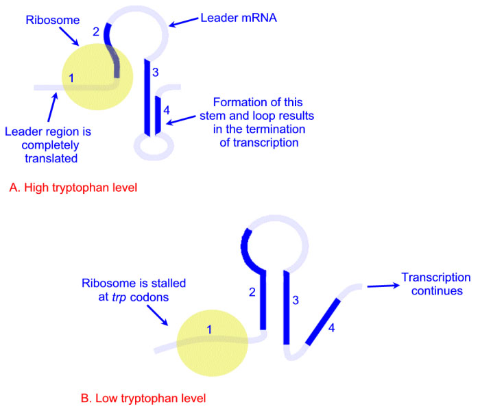 Attenuation of the trp operon of E.coli