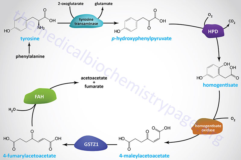 Catabolism of phenylalanine and tyrosine