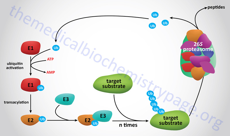Process of ubiquitylation of proteins