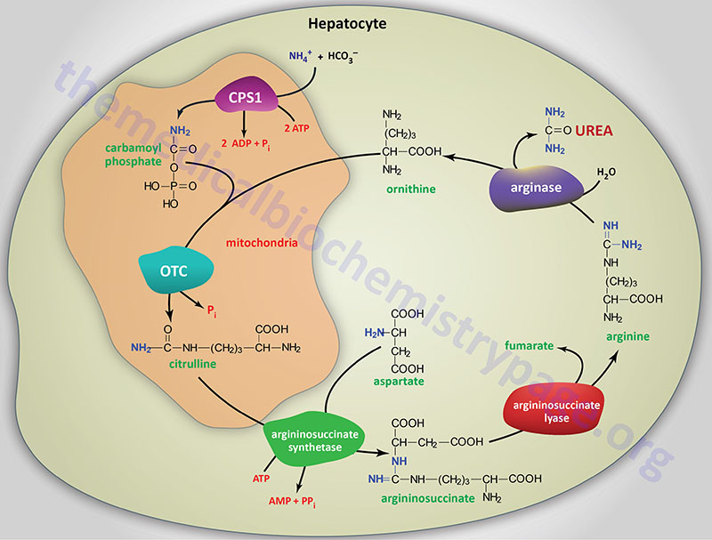 Reactions the urea cycle