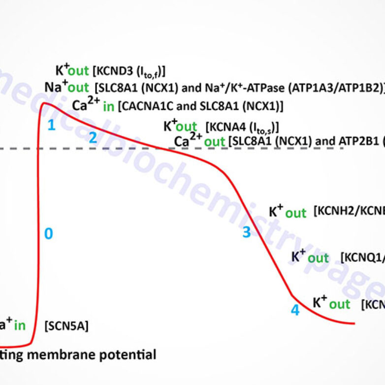 Does smooth fashion muscle have dhp receptors