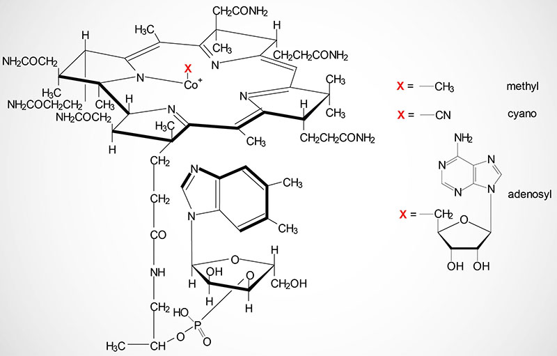 Structure of cobalamin, vitamin B12