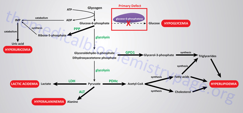 metabolic pathway disruption in von Gierke disease