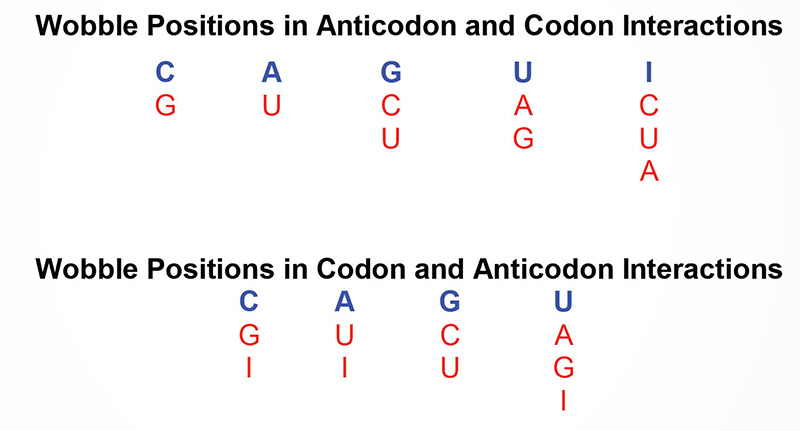 Nucleotides that constitute the wobble positions of the codon