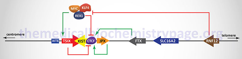 structure of the X chromosome inactivation center, XIC