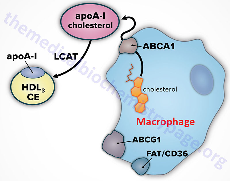 ABCA1 and Tangier disease