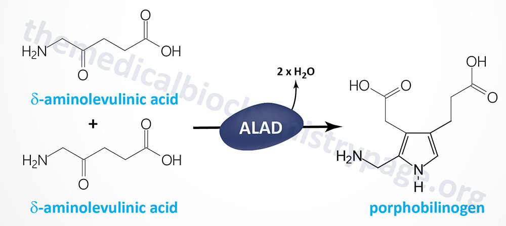 ALA Dehydratase Deficient Porphyria, ADP
