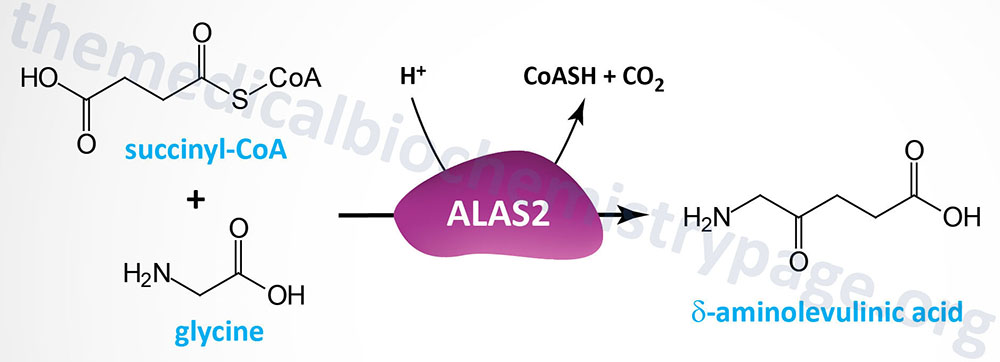 X-Linked Sideroblastic Anemia, XLSA