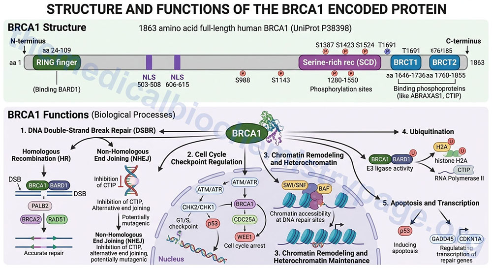 BRCA1: Breast and Ovarian Cancer Susceptibility Gene