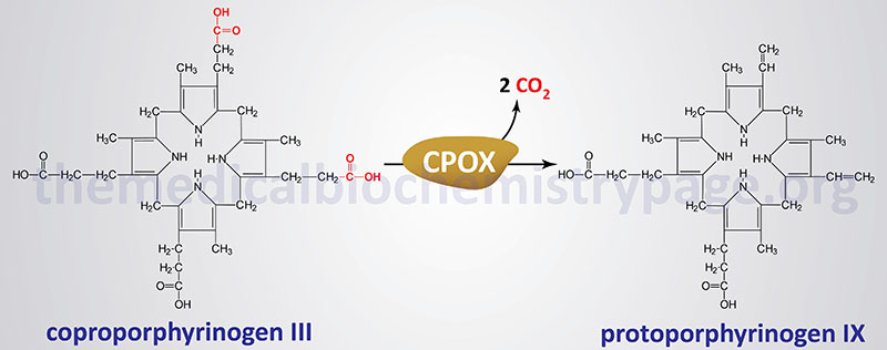 reaction catalyzed by coproporphyrinogen oxidase