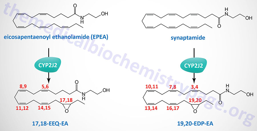 DHA and EPA derived endocannabinoid epoxides