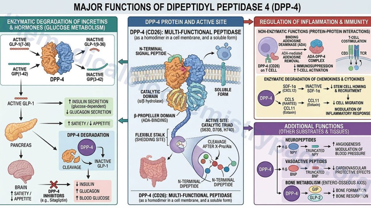 dpp4 vs glp 1 The effect of DPP-4 inhibitors, GLP-1 receptor agonists and SGLT-2 inhibitors on cardiorenal outcomes: a network meta-analysis of 23 CVOTs | Cardiovascular Diabetology dpp4 vs glp 1 GLP-1