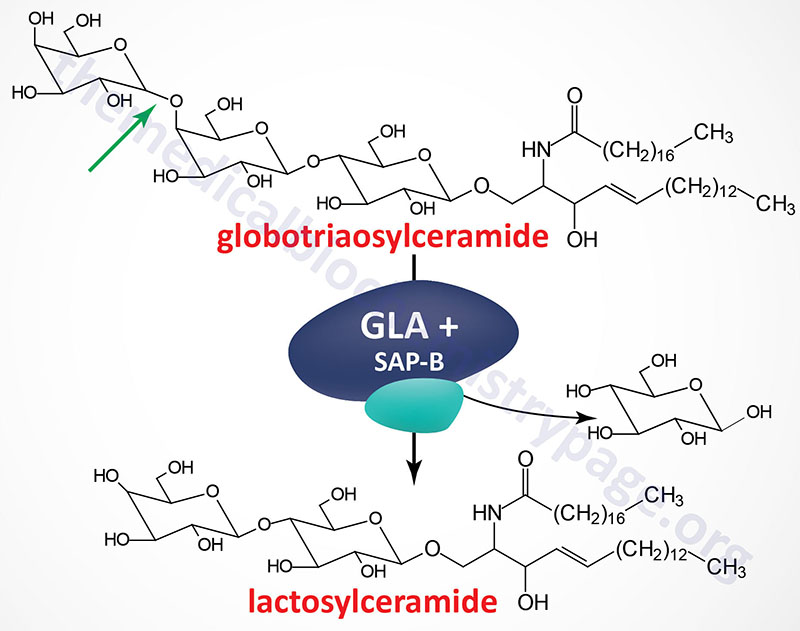 alpha-galactosidase A reaction defective in Fabry disease