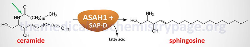 acid ceramidase reaction that is defective in Farber lipogranulomatosis