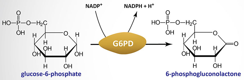 Glucose-6-Phosphate Dehydrogenase (G6PD) Deficiency