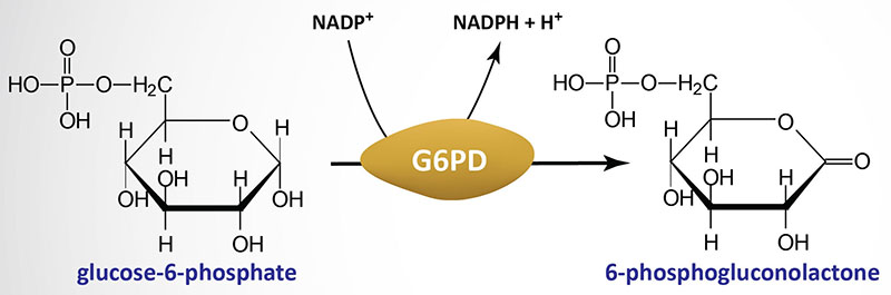 glucose-6-phosphate-dehydrogenase-g6pdh-deficiency-the-medical