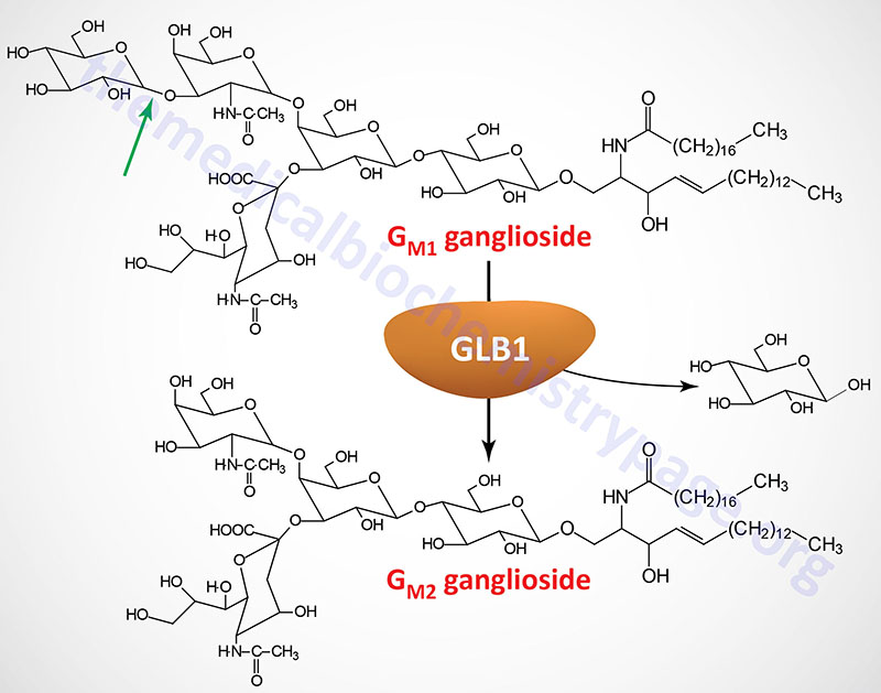 GLB1 catalyzed reaction
