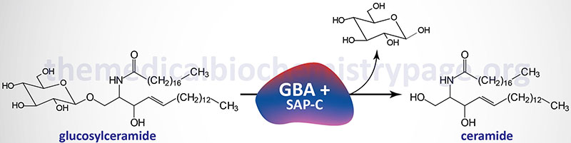 glucocerebrosidase reaction that is defective in Gaucher disease