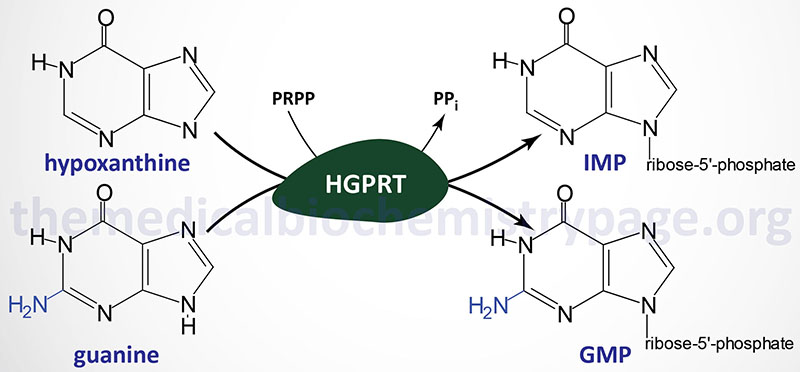 reactions catalyzed by HGPRT