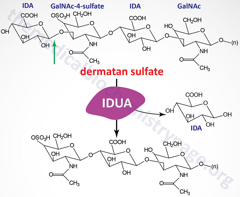 reaction catalyzed by alpha-L-iduronidase defective in Hurler and Scheie syndromes