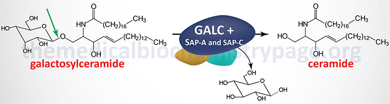 Galactosylceramidase reaction defective in Krabbe disease