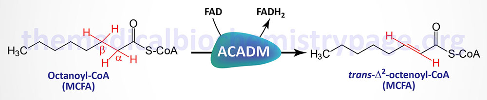 Reaction catalyzed by ACADM encoded enzyme (medium-chain acyl-CoA dehydrogenase) on octanoic acid