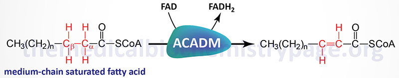 reaction catalyzed by medium-chain acyl-CoA dehydrogenase