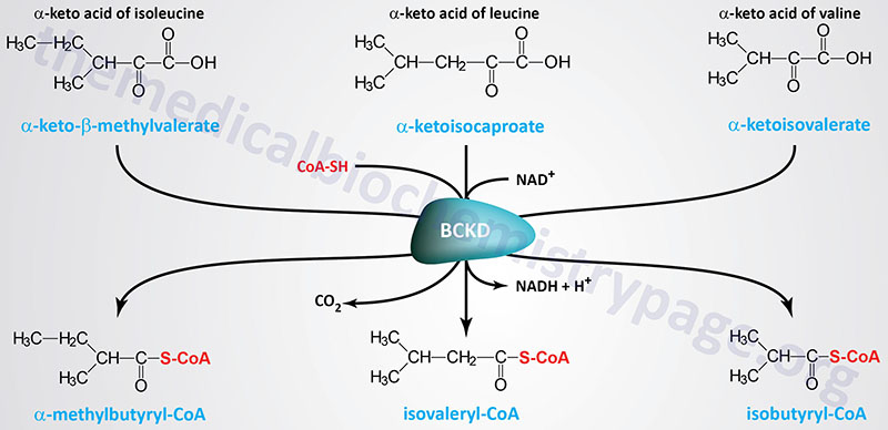 branched-chain keto acid dehydrogenase (BCKD) reaction defective in Maple syrup urine disease (MSUD)