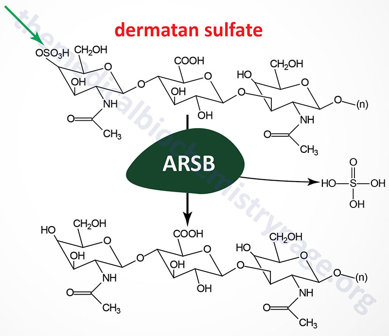 reaction catalyzed by arylsulfatase B that is defective in Maroteaux-Lamy syndrome