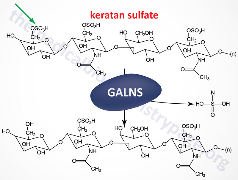 reaction catalyzed by galactose 6-sulfatase that is defective in Morquio syndrome type A