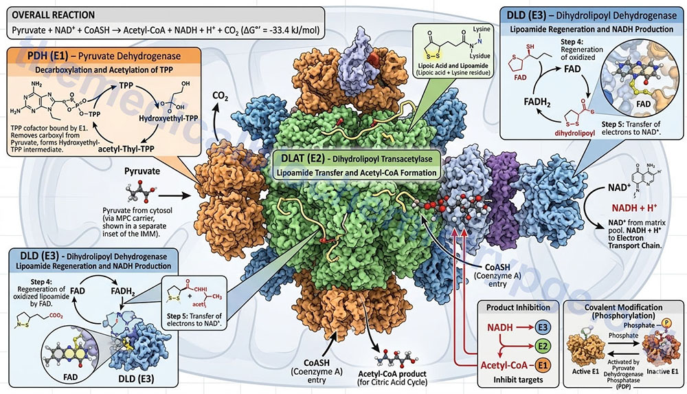 pyruvate dehydrogenase complex (PDHc) reactions depicted in detail