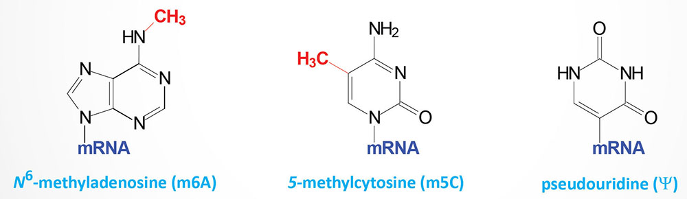 modified nucleotides found in mRNA