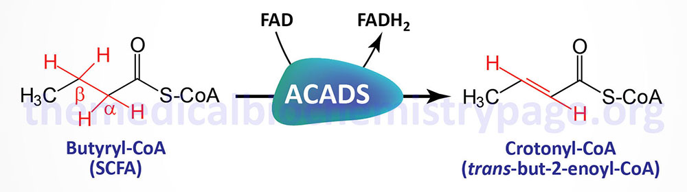 reaction catalyzed by ACADS (short-chain acyl-CoA dehydrogenase, SCAD)