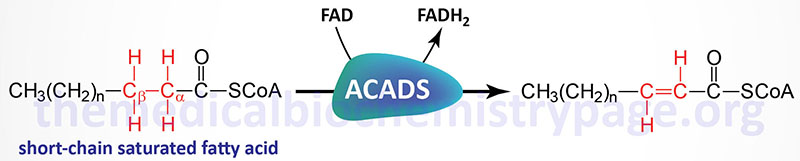 Short Chain Acyl-CoA Dehydrogenase (SCAD) Deficiency