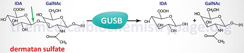 reaction catalyzed by beta-glucuronidase defective in Sly syndrome