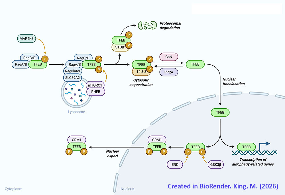 Transcription Factor EB (TFEB)-mediated Autophagy