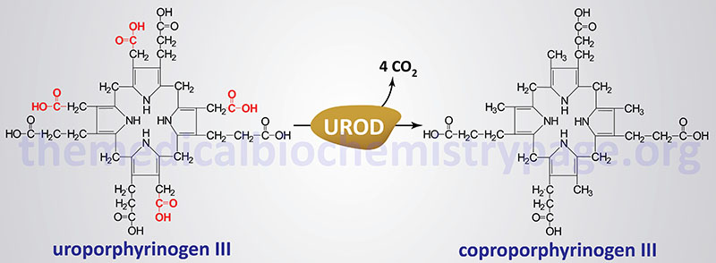 reaction catalyzed by uroporphyrinogen decarboxylase